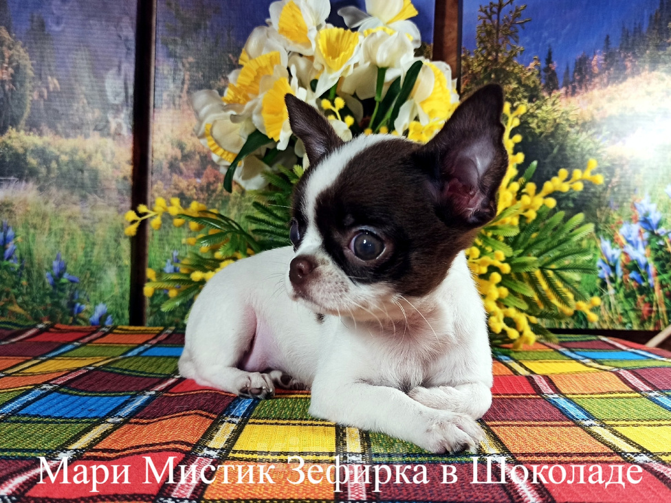 Собаки в Санкт-Петербурге: Смелая, активная, контактная малышка чихуахуа Девочка, 120 000 руб. - фото 2