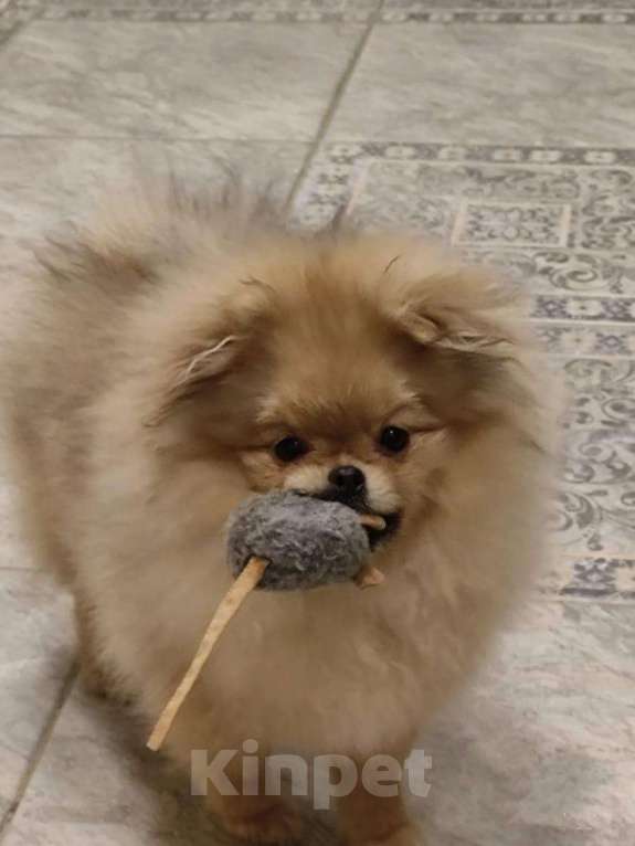 Собаки в Великом Новгороде: продажа Девочка, Бесплатно - фото 4