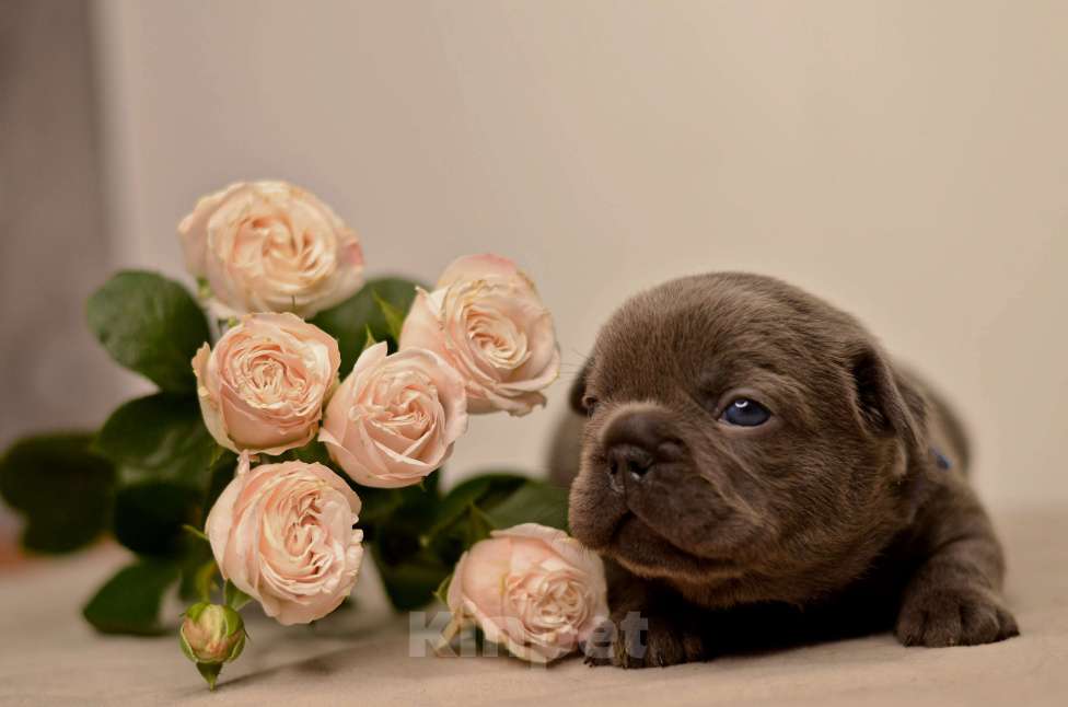 Собаки в Перми: Щенки французского бульдога Разнополые, Бесплатно - фото 4