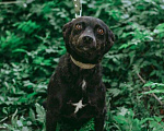 Собаки в Москве: Маленькая собачка Доли, вес 8 кг, ищет дом! Девочка, Бесплатно - фото 4