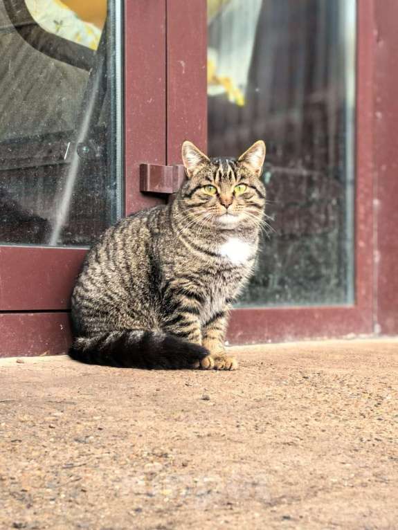 Кошки в Казани: Кот в добрые руки Мальчик, Бесплатно - фото 3