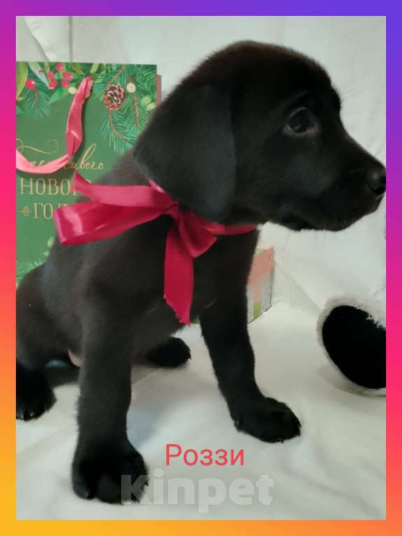 Собаки в других городах Краснодарского края: Щенки Лабрадор ретривер Девочка, 12 000 руб. - фото 7