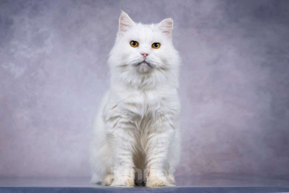 Кошки в Москве: Белая пушистая крупная кошка Шанель в добрые руки Девочка, 1 руб. - фото 4