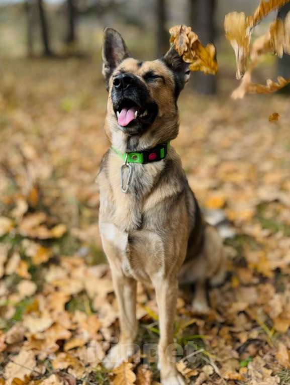 Собаки в Апрелевке: Рекс. Ему без человека никак. Удивительно человечный и мудрый мальчик в поисках своей семьи Мальчик, Бесплатно - фото 2