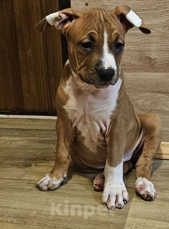 Собаки в Красногорске: Девочка   Девочка, 50 000 руб. - фото 3