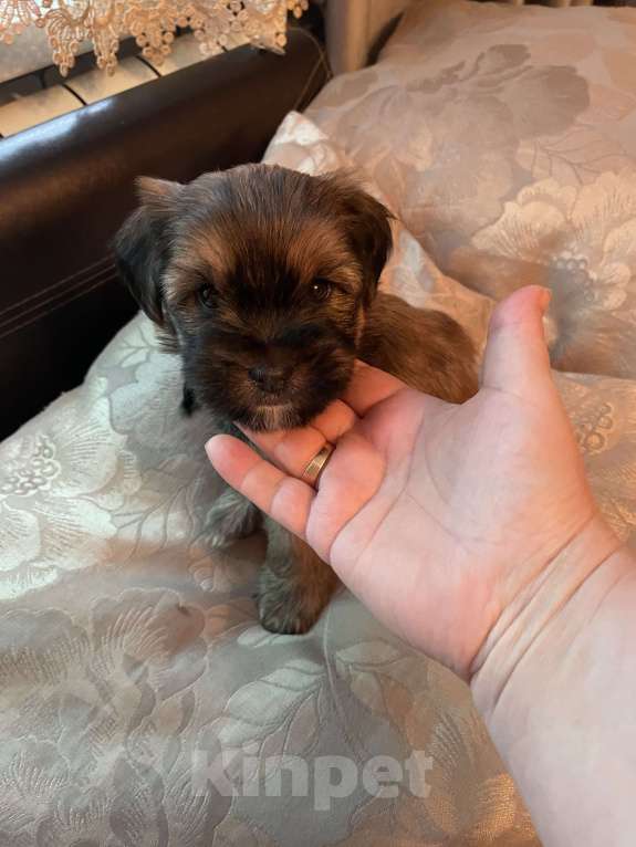 Собаки в других городах Ростовской области: Друг в семью Мальчик, 5 000 руб. - фото 1