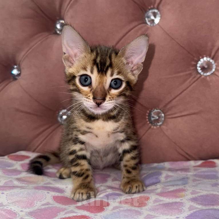 Кошки в Уфе: Бенгальские чистокровные котята Девочка, 15 000 руб. - фото 1