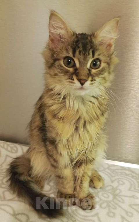 Кошки в Москве: Красотка Элен мечтает о доме Девочка, Бесплатно - фото 2