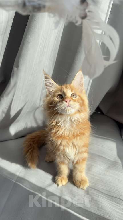 Кошки в Барнауле: Кошечка Мейн-кун Девочка, 28 000 руб. - фото 2