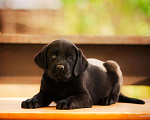 Собаки в Москве: Щенок лабрадора,девочка мальчик чёрный РКФ Мальчик, 50 000 руб. - фото 8
