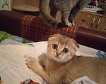Кошки в Новокубанске: Кошка, 4 000 руб. - фото 10
