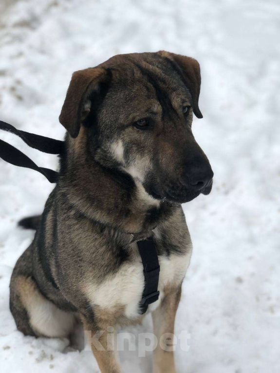 Собаки в Москве: Преданный молодой Бруно из приюта ищет свой Дом Мальчик, Бесплатно - фото 6