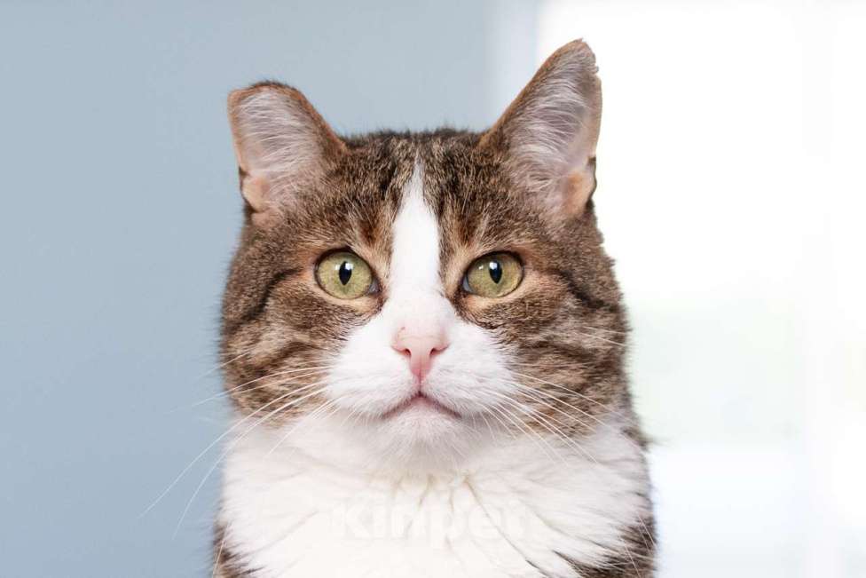 Кошки в Москве: Кот Филя в добрые руки Мальчик, Бесплатно - фото 6