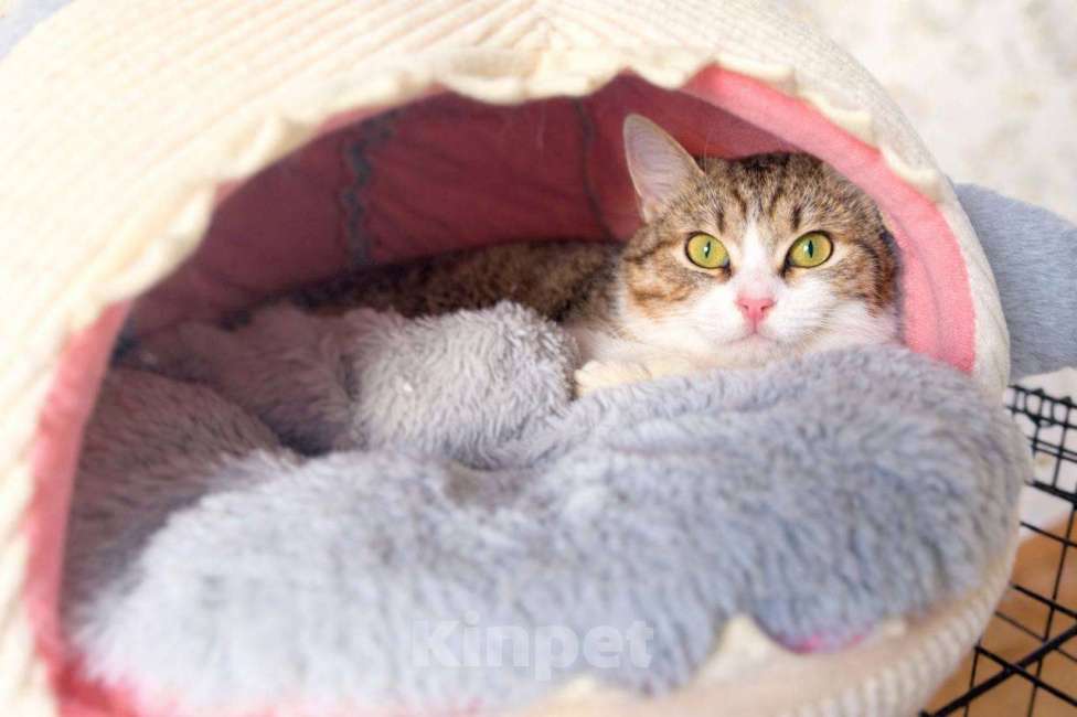 Кошки в Москве: Котенок Юкки девочка ищет дом Девочка, Бесплатно - фото 3