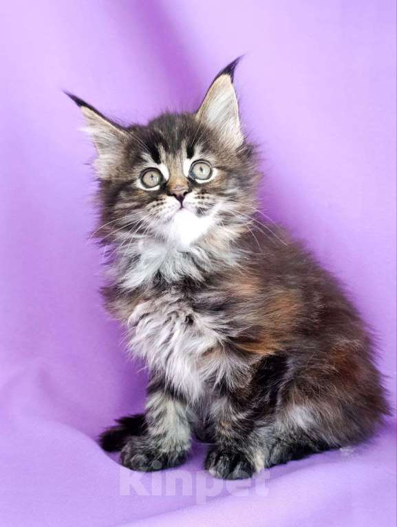 Кошки в Москве: Хлоя Девочка, 75 000 руб. - фото 5