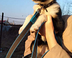 Собаки в Краснодаре: ЛИЛУ Девочка, Бесплатно - фото 4
