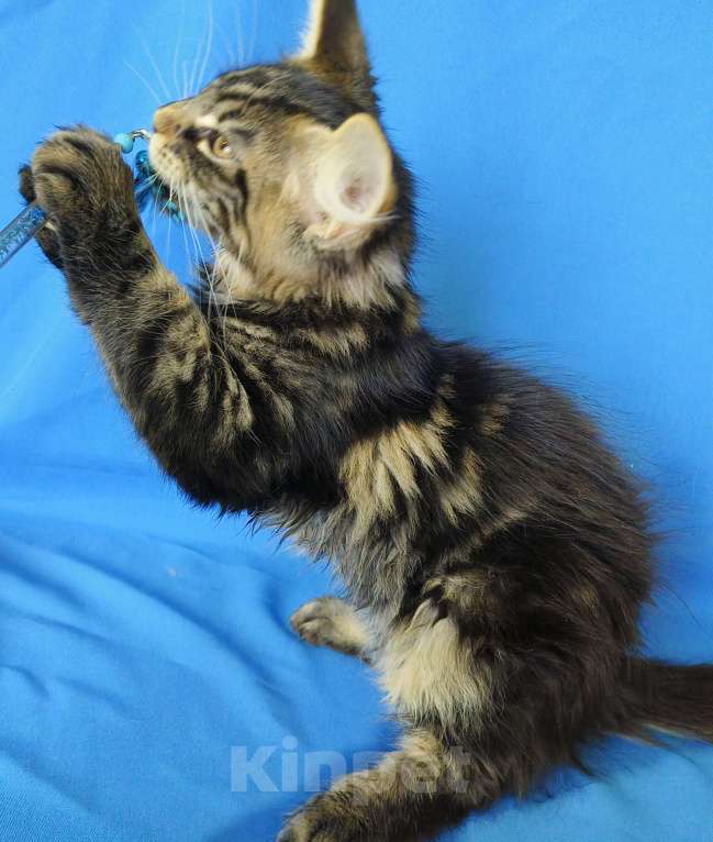 Кошки в Москве: Котенок Мейн-кун Мальчик Мальчик, 30 000 руб. - фото 6