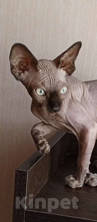 Кошки в Пушкино: Котята канадского сфинкса Мальчик, 18 000 руб. - фото 5