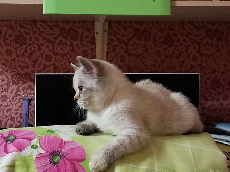 Объявление: Британские котята , 10 000 руб., Балашиха