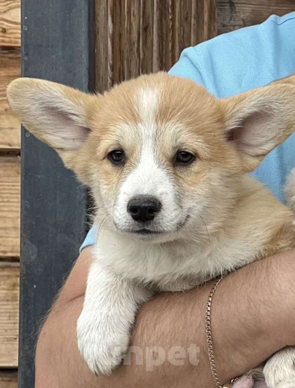 Собаки в Новосибирске: Щенки корги, доставка Мальчик, 60 000 руб. - фото 2