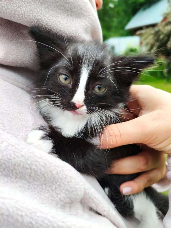 Кошки в Москве: Чудесный котенок Мальчик, Бесплатно - фото 2