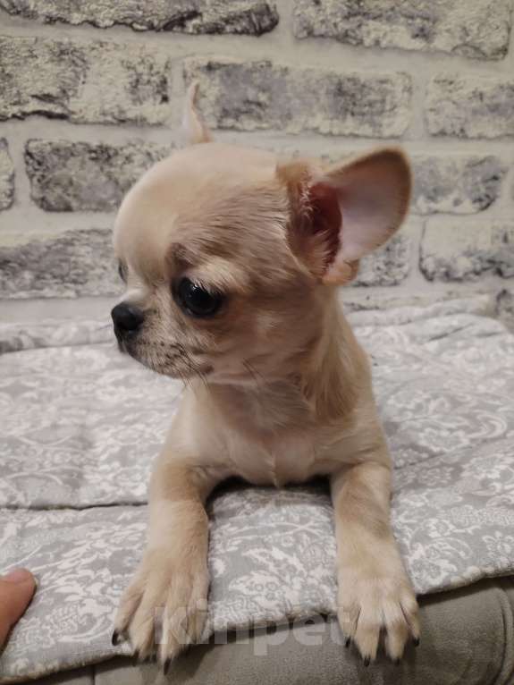 Собаки в Москве: Чихуахуа мальчик РКФ  Мальчик, 90 000 руб. - фото 5
