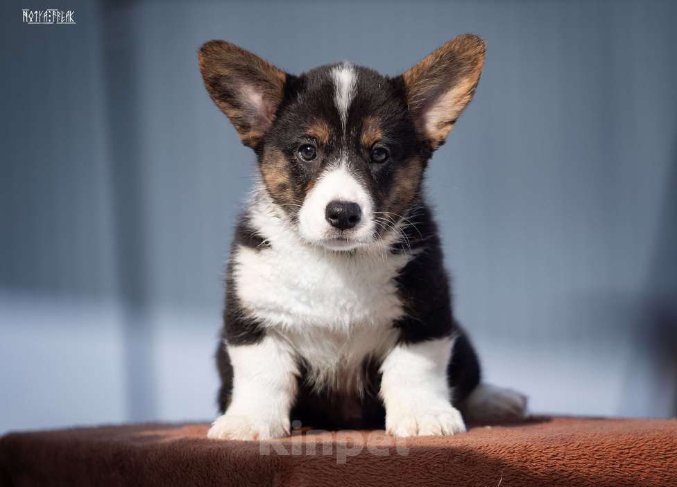 Собаки в Москве: Мальчик коржик Мальчик, Бесплатно - фото 2