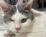 Кошки в Москве: Одноглазый котенок Базилик — никто не хочет взять его домой Мальчик, 1 руб. - фото 2