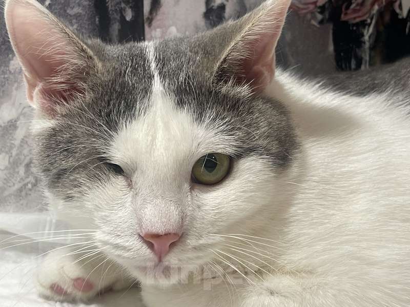 Кошки в Москве: Одноглазый котенок Базилик — никто не хочет взять его домой Мальчик, 1 руб. - фото 2