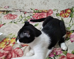 Кошки в Новочебоксарске: 3 месяца, кошечка в добрые руки Девочка, 450 руб. - фото 1