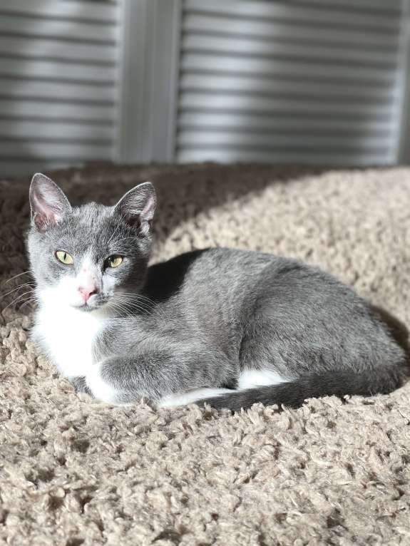 Кошки в Кудрово: Принцесса Марселла в поисках своего "королевства" :) Девочка, Бесплатно - фото 4