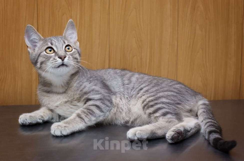 Кошки в Москве: Котенок Никонор. Серый моторчик в полосочку. Активный, умный, воспитанный.  Мальчик, Бесплатно - фото 3