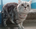 Кошки в Подольске: Срочно!  Девочка, 1 руб. - фото 2