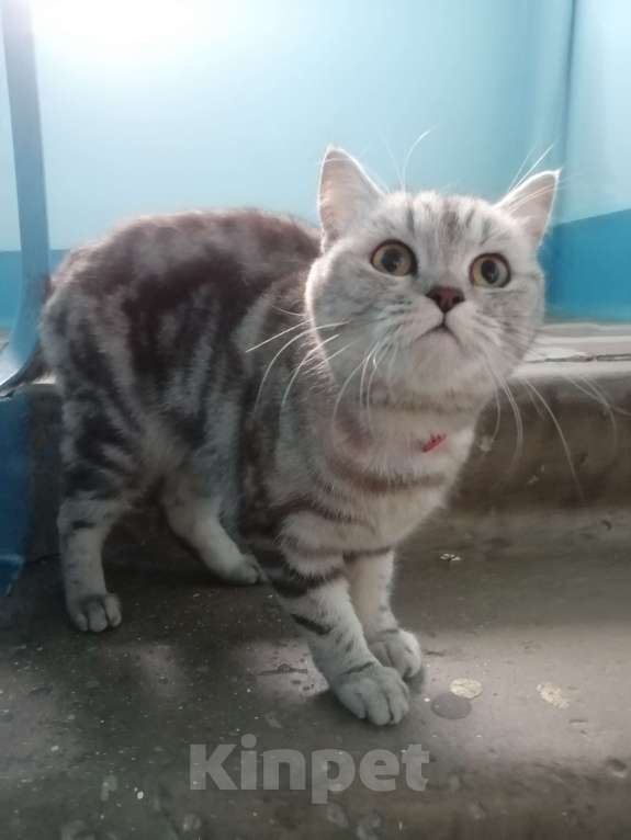 Кошки в Подольске: Срочно!  Девочка, 1 руб. - фото 2