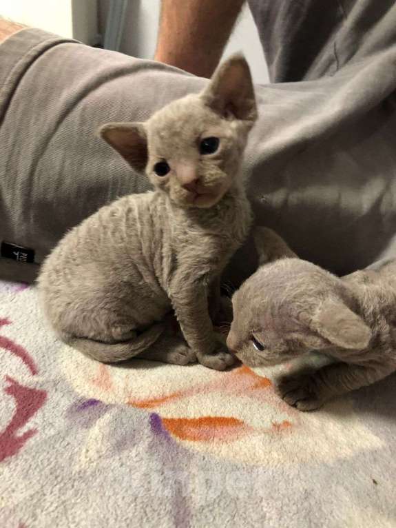 Кошки в Москве: Девон рекс  Мальчик, 60 000 руб. - фото 4