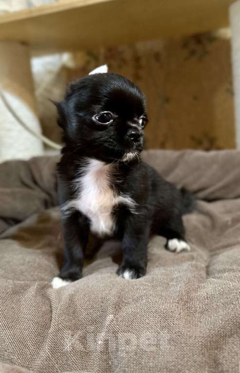 Собаки в Ростове-на-Дону: Мальчики чихуахуа Мальчик, 20 000 руб. - фото 3