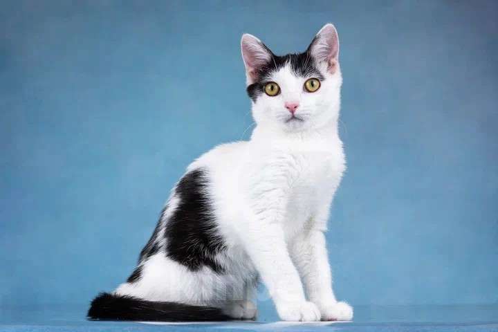 Кошки в Москве: Милый котенок Пончик в добрые руки Мальчик, Бесплатно - фото 4