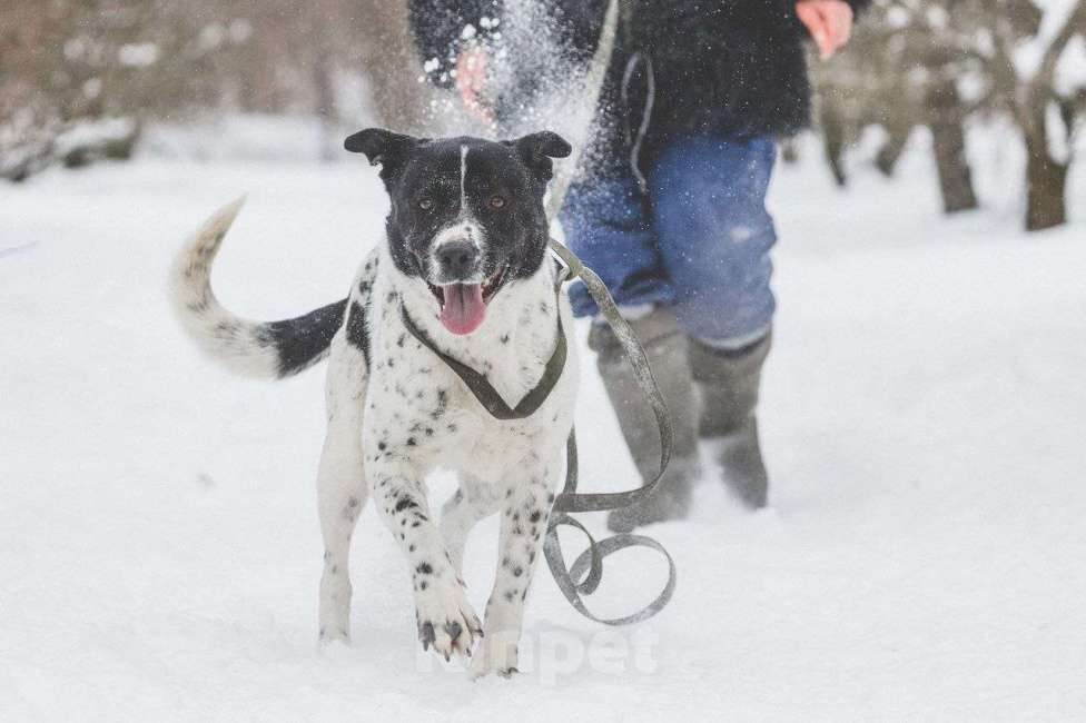 Собаки в Москве: Дайна, добрая и ласковая погибает в приюте Девочка, Бесплатно - фото 4