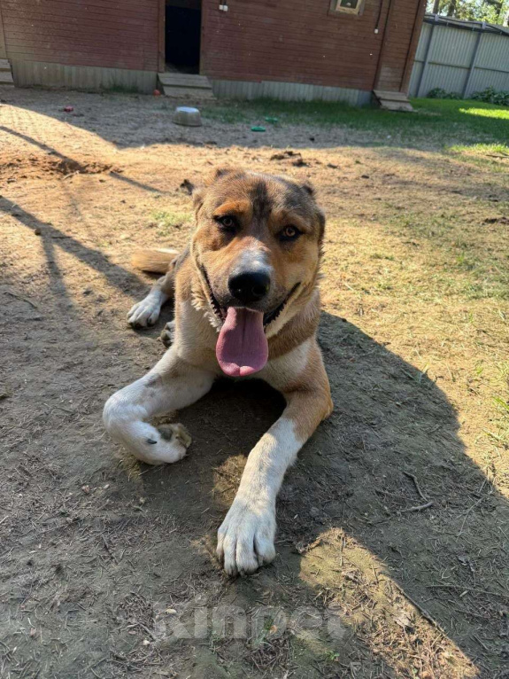 Собаки в Москве: Милый алабай Гоша ищет дом Мальчик, Бесплатно - фото 9