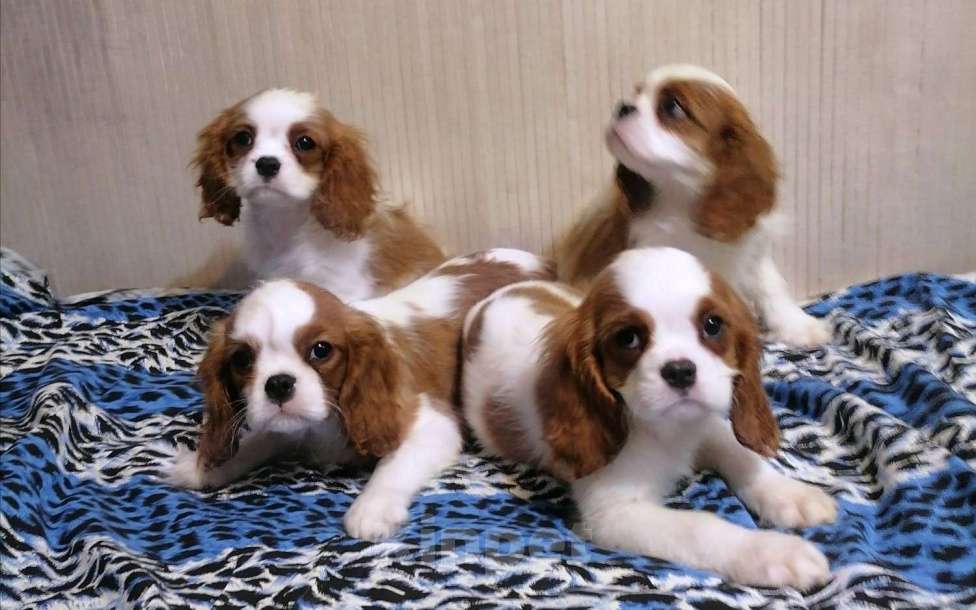 Собаки в Москве: Щенки Кавалер Кинг Чарльз спаниель 3 мес. Мальчик, 70 000 руб. - фото 5