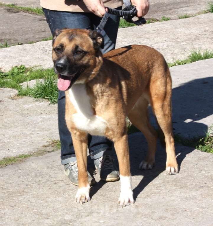 Собаки в Москве: Добраый, ласковый Тоша -собака компаньон очень ждет свою семью! Мальчик, Бесплатно - фото 2