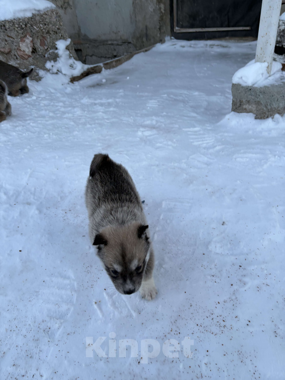 Собаки в других городах Свердловской области: Стрелка Девочка, Бесплатно - фото 1
