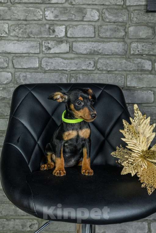 Собаки в Джанкое: Щенок Цвергпинчера Мальчик, 40 000 руб. - фото 3