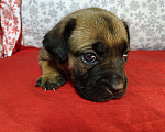 Собаки в других городах Краснодарского края: Кане-Корсо, щенок Девочка, 20 000 руб. - фото 2