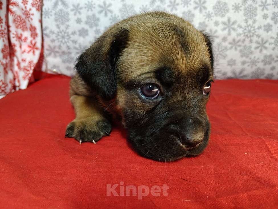 Собаки в других городах Краснодарского края: Кане-Корсо, щенок Девочка, 20 000 руб. - фото 2