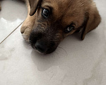 Собаки в Сочи: Щенок-вундеркинд в дар Мальчик, Бесплатно - фото 2