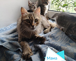 Кошки в Бору: Котята Девочка, 500 руб. - фото 7