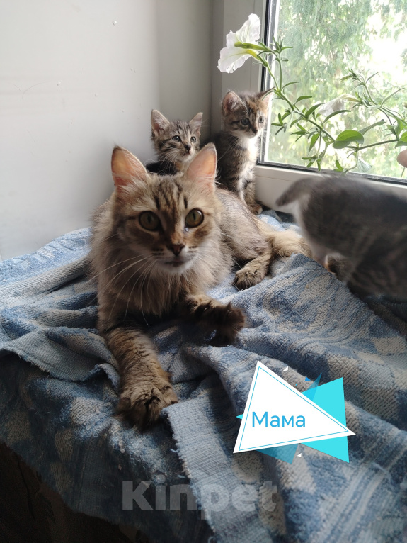 Кошки в Бору: Котята Девочка, 500 руб. - фото 7