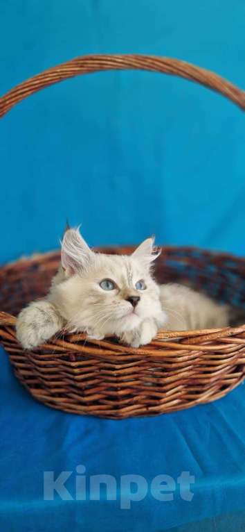 Кошки в Новосибирске: Izzi  Девочка, 55 000 руб. - фото 2