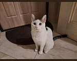 Кошки в Москве: Кошечка в добрые руки Девочка, Бесплатно - фото 5